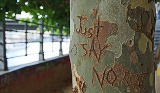 Just say no sign on a tree bark