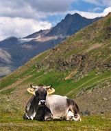 cow is resting near the mountains on a sunny day