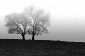 two trees on a hill in dense fog
