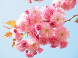 pink flowers on a cherry branch close-up