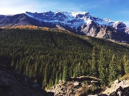 Forest Mountains