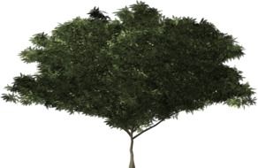 graphic image of a green tree with lush branches