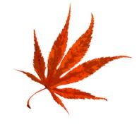 Drawing of Red Autumn Leaf