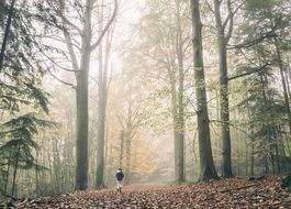 Landscape of natural Foggy Forest