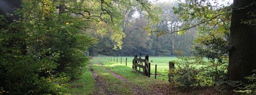 Pound Sign Autumn
