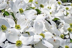 beautiful bloom white Cornales