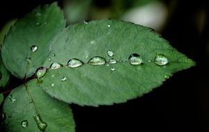 drops of dew on green leaves in nature