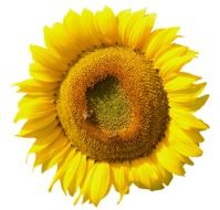 yellow sunflower blossom on a white background