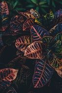Croton Ornamental Leaf closeup