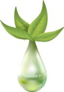 green leaves of a plant in a vase