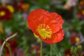 closeup photo of Klatschmohn Flowers