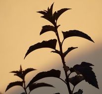 Plants, silhouettes at sky