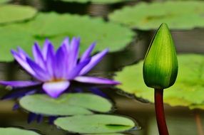 bud of purple water lily on the pond