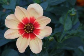 Dahlia Blossom Bloom Flower macro photo