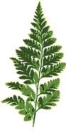 graphic image of a branch of green fern