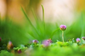 young clover flowers in the garden