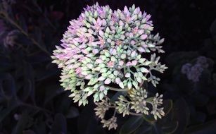 incredible beauty Sedum Flower