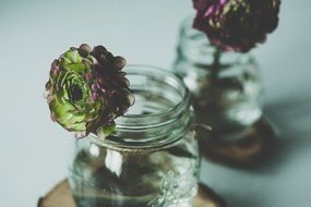 beautiful green flower in a pot