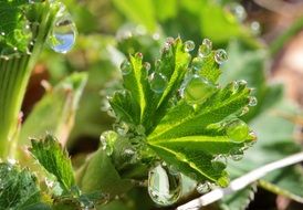 dew drops on new green leaves, macro