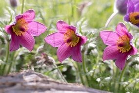 common pasque flowers