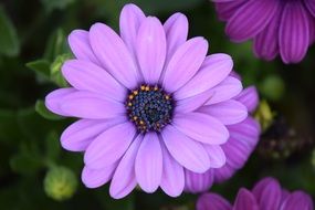 purple Flowers of Osteospermum at deep green background