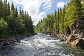 landscape of wonderful River Rapids in forest