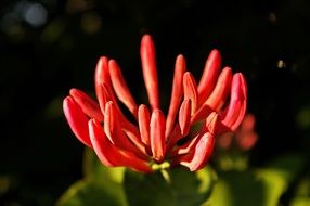 Red honeysuckle flowers