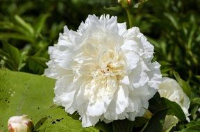 incomparable Peony Flower