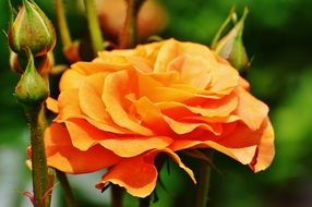 orange rose with buds close up