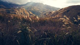 Field on a mountain