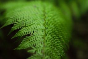 macro view of green Fern Leaf