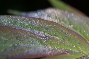 drops of dew glistening on a green plant close-up on blurred background