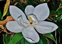 beautiful white magnolia flower