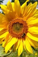 insect on a sunflower on a sunny day