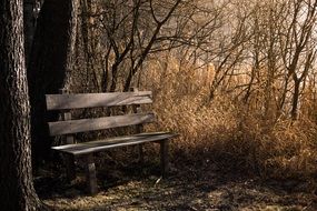 bench on the shore near a tree