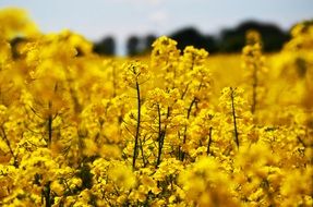 blooming rape in Field