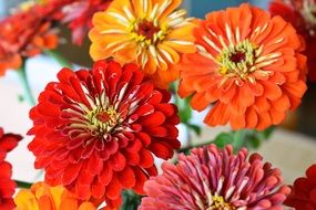 Tin Zinnia Red Flowers