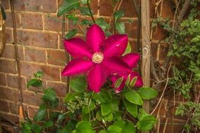 large pink flowers near a brick wall in the garden