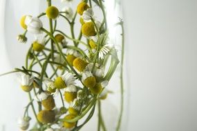 Chamomile flowers in jar close up