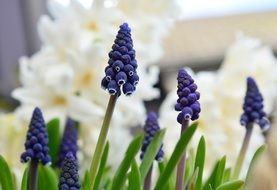 grape hyacinths are spring flowers