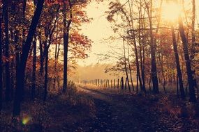 Sunlight in the woodland in autumn