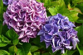 unusually beautiful Hydrangea flowers