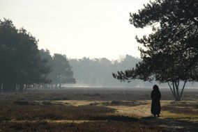 Landscape of Nature in Forest