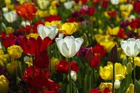 multi-colored tulips on a flowerbed in a botanical garden