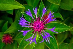 flower on a background of green leaves close up