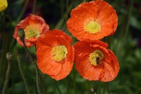 red Klatschmohn Flowers Poppies