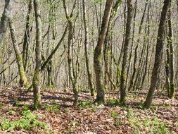 trees covered with sunlight