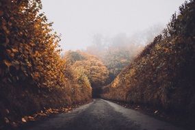 wonderful Narrow Street