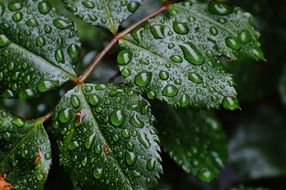 Roses dark green Leaves with drop of water