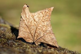 nice dry Leaf